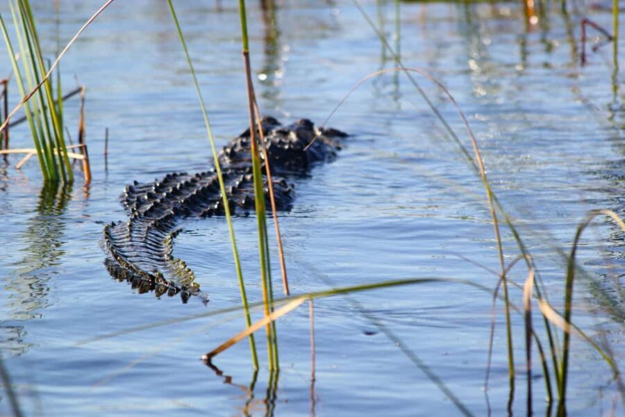 From Miami: Everglades Airboat Alligator Tour with Transfer - Airboat Comfort and Safety: Loud Fun With Sun/Weather Reality