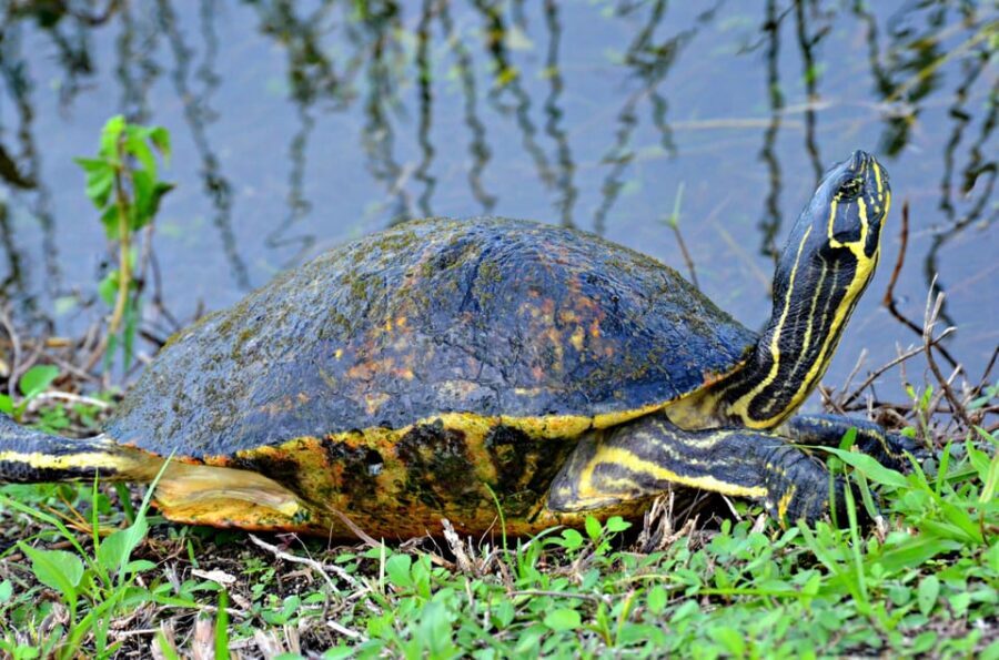 From Miami: Everglades Airboat Alligator Tour with Transfer - Who Should Book This Everglades Airboat Day Trip