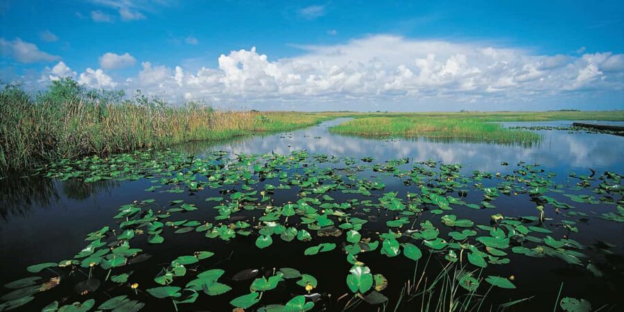 From Miami: Everglades Airboat Alligator Tour with Transfer - My Bottom Line: Should You Book This Tour?