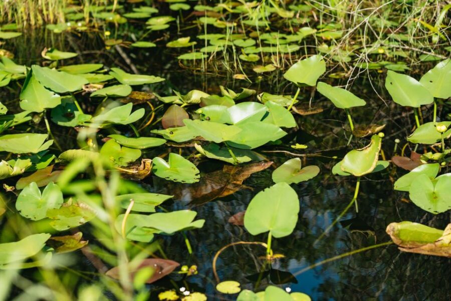 From Miami: Everglades Airboat Ride and Nature Walk - FAQ