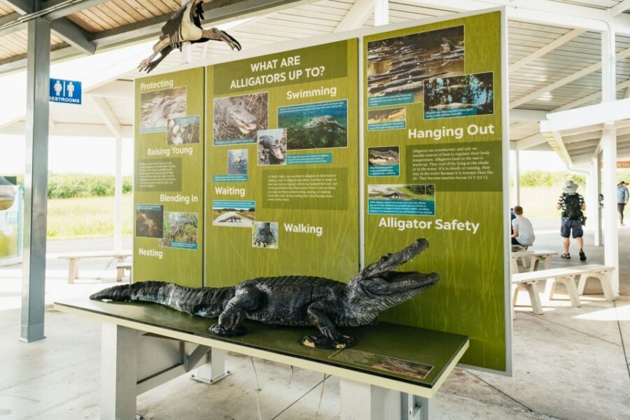 From Miami: Everglades Airboat Ride and Nature Walk - My Take: Should You Book the Everglades Airboat Ride and Nature Walk?