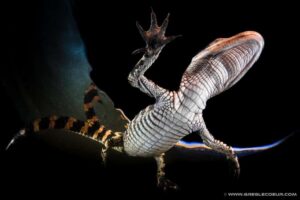 From Miami: Everglades at Night with Guided Airboat Tour - Alligator-eye searching and other nocturnal wildlife tips