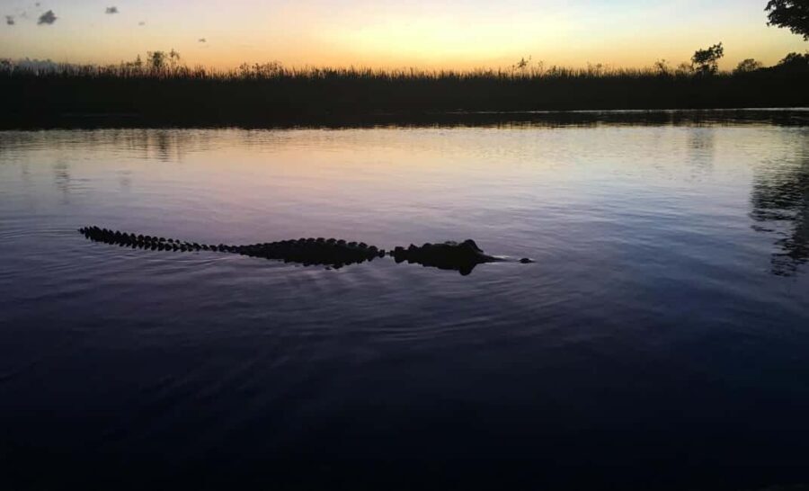 From Miami: Everglades at Night with Guided Airboat Tour - How the captain makes the Everglades make sense