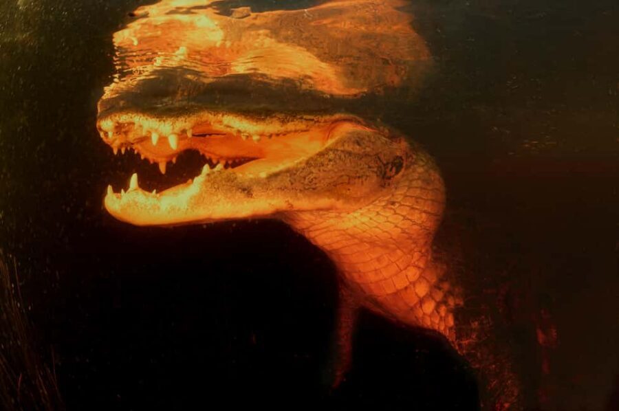 From Miami: Everglades at Night with Guided Airboat Tour - Price and value: what $49 gets you (and why it may be worth it)