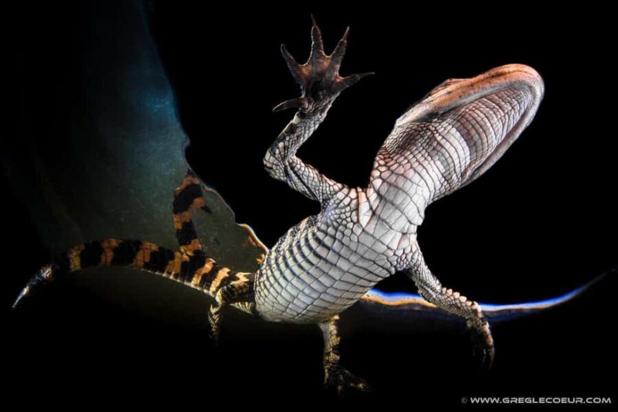 From Miami: Everglades at Night with Guided Airboat Tour - Alligator-eye searching and other nocturnal wildlife tips