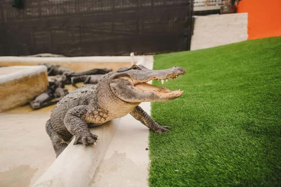 From Miami: Everglades, Wildlife Show, & Hop-on Hop-off Tour - Key things that make this combo worth a serious look