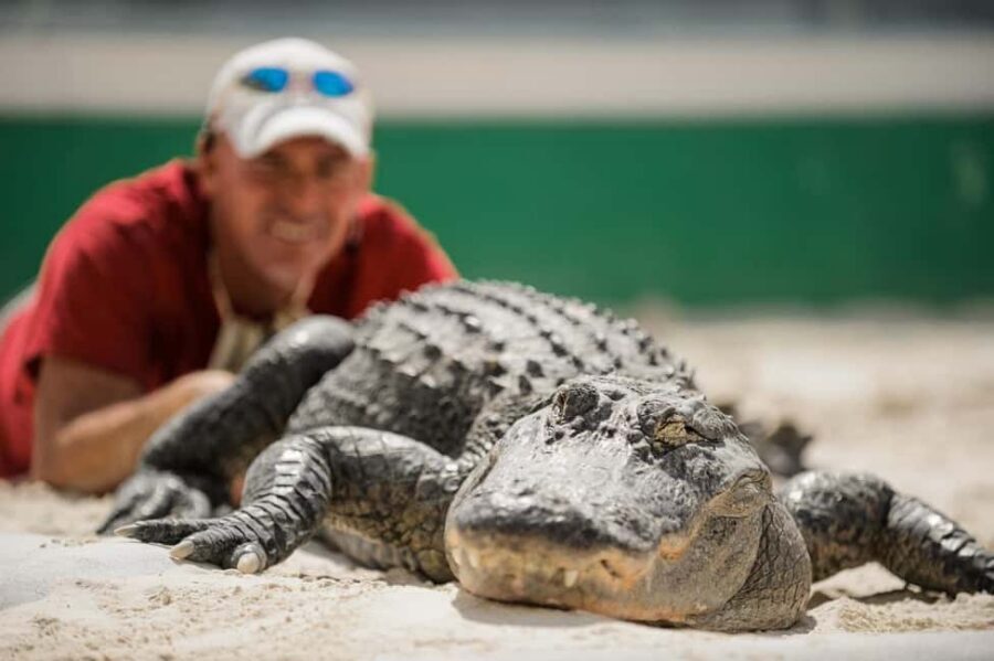 From Miami: Everglades, Wildlife Show, & Hop-on Hop-off Tour - Language mix: English airboat and show, Spanish bus commentary options