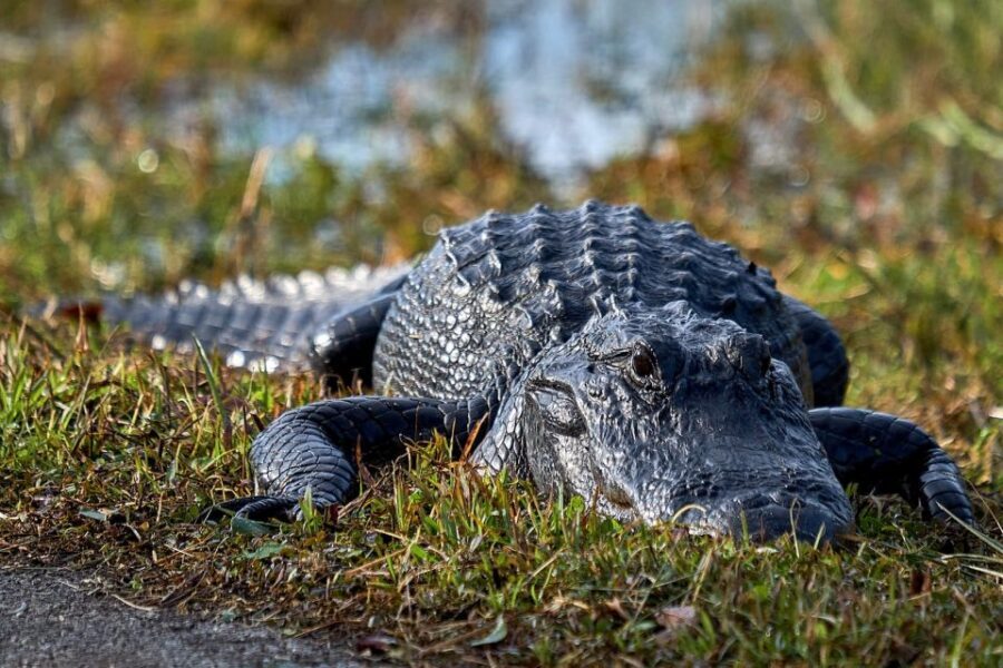 From Naples: 10,000 Islands Boat Trip & Everglades Walk! - Key things to know before you go
