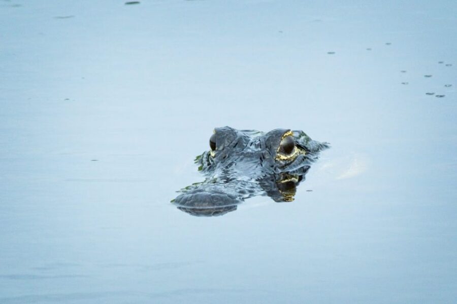 From Naples: 10,000 Islands Boat Trip & Everglades Walk! - The 10,000 Islands boat trip: why this feels more real