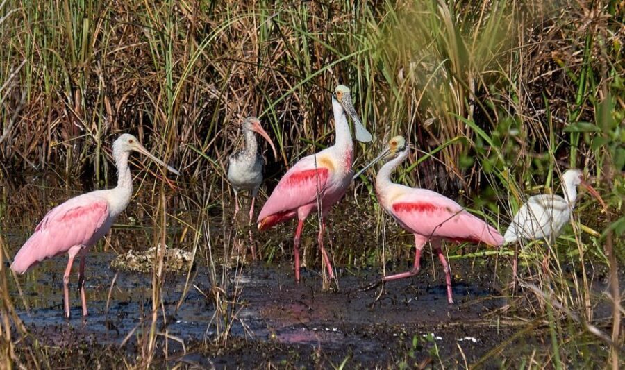 From Naples: 10,000 Islands Boat Trip & Everglades Walk! - Stepping off on a remote beach and reading the ecosystem