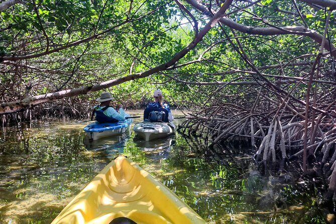 Guided Mangrove Eco Tours Kayak or Paddleboard Adventure - Key Highlights You’ll Feel Right Away