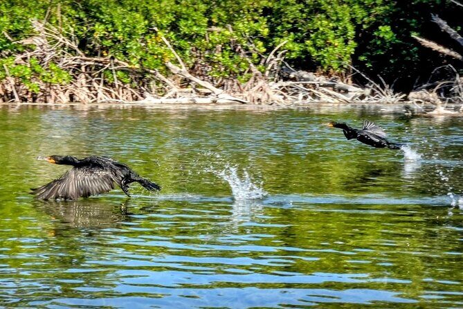 Guided Mangrove Eco Tours Kayak or Paddleboard Adventure - Florida Keys National Marine Sanctuary: What You’re Really Paddling Through