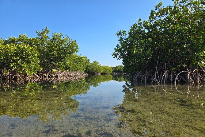 Guided Mangrove Eco Tours Kayak or Paddleboard Adventure - Pickup, Return, and the Key West Convenience Factor