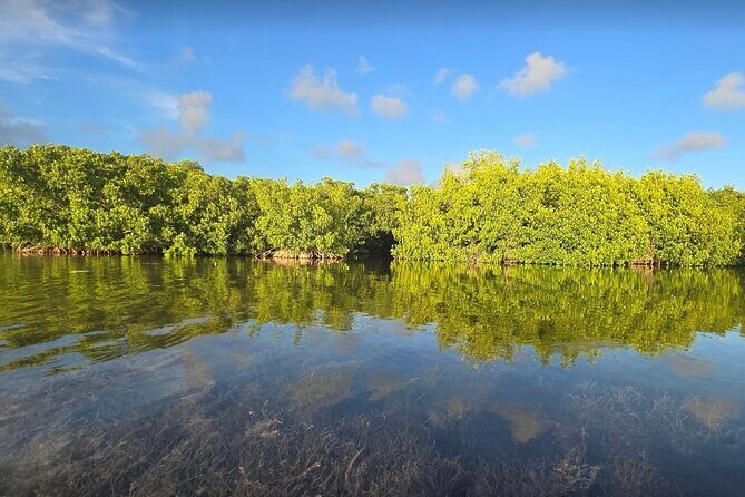 Guided Mangrove Eco Tours Kayak or Paddleboard Adventure - What to Bring (So You Don’t Think About It on the Water)