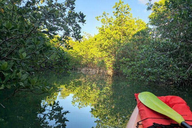 Guided Mangrove Eco Tours Kayak or Paddleboard Adventure - Price: Why $75 Feels Fair for Two Hours on the Water
