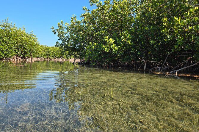 Guided Mangrove Eco Tours Kayak or Paddleboard Adventure - Weather and Timing: The Two Things That Affect Your Plan