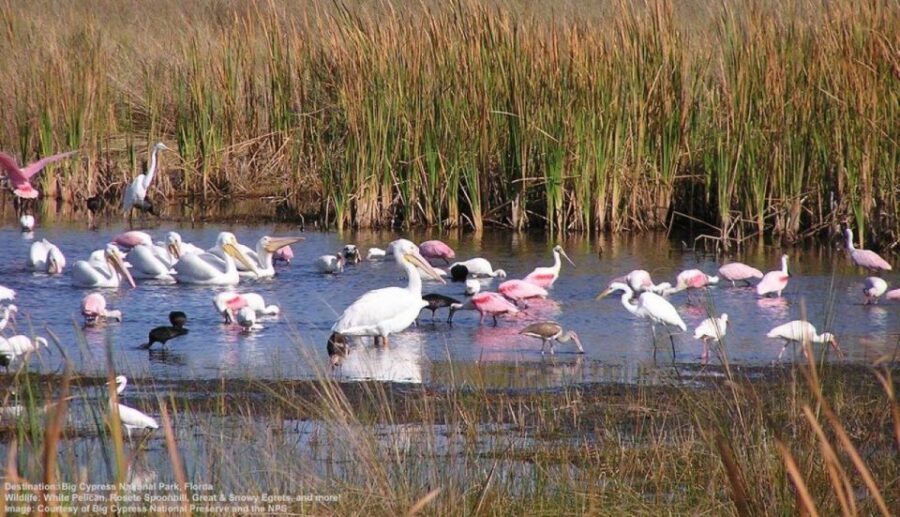 Half-Day Everglades Airboat Tours and Transportation - Key Things I’d Pay Attention To