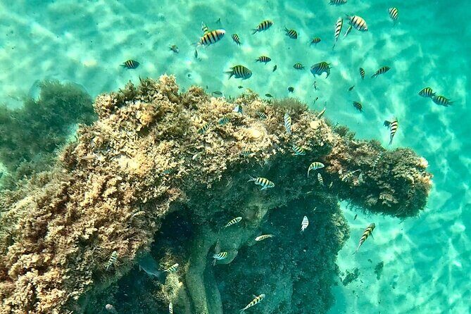 Hollywood Snorkel, Kayak & Paddleboard with Reefs and Sculptures - Key points worth knowing