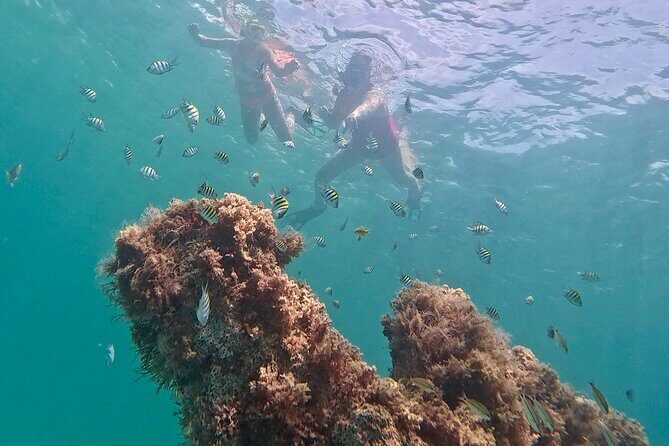 Hollywood Snorkel, Kayak & Paddleboard with Reefs and Sculptures - Picking kayak or paddleboard: choose your comfort level
