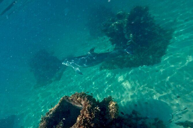 Hollywood Snorkel, Kayak & Paddleboard with Reefs and Sculptures - The reef art: mermaid statue, Hollywood centennial monument, and more