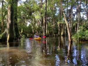 Jupiter: Wild and Scenic Loxahatchee River Kayak Tour - Two hours of shade: what the river section really feels like