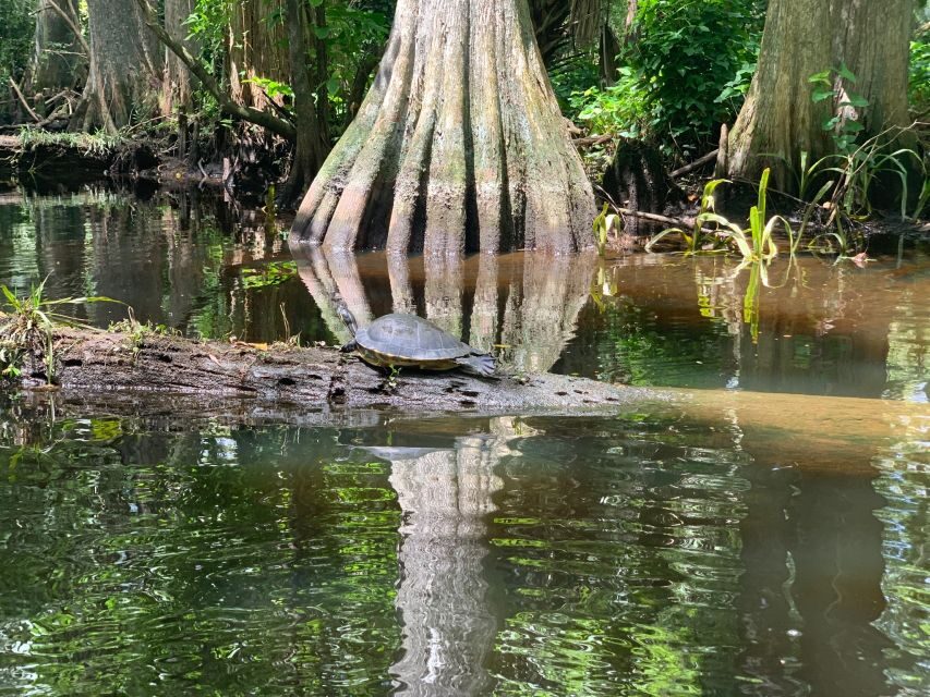 Jupiter: Wild and Scenic Loxahatchee River Kayak Tour - Wildlife spotting: what to look for, and why it’s not guaranteed
