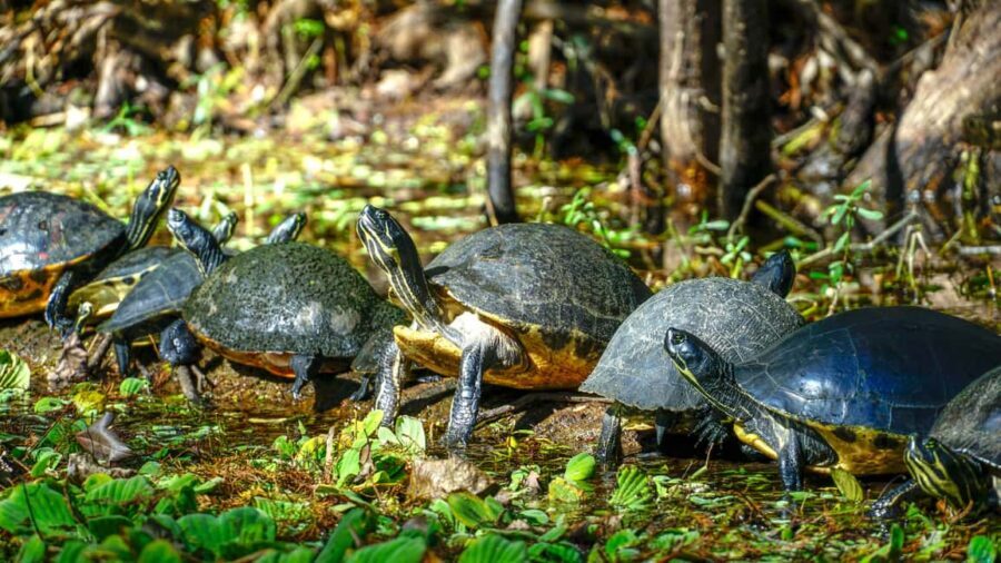Jupiter: Wild and Scenic Loxahatchee River Kayak Tour - Price and value: what $69 buys you in real life