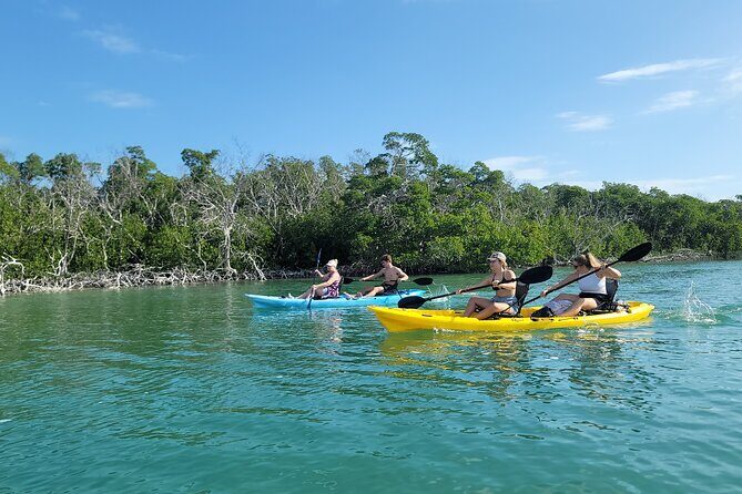 Kayak through Mangrove Forests in the Florida Keys - Key Highlights That Make This Tour Worth Your Time