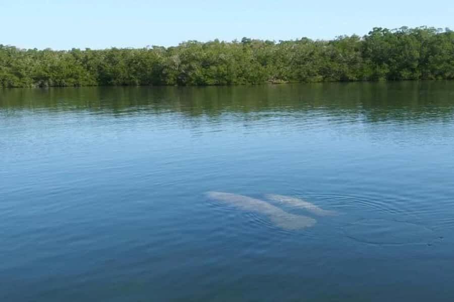 Key Largo: Boat Eco Tour - Why This 90-Minute Key Largo Eco Boat Tour Works