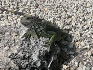 Key Largo: Boat Eco Tour - The Boat Ride: How Wildlife Spotting Plays Out on the Water