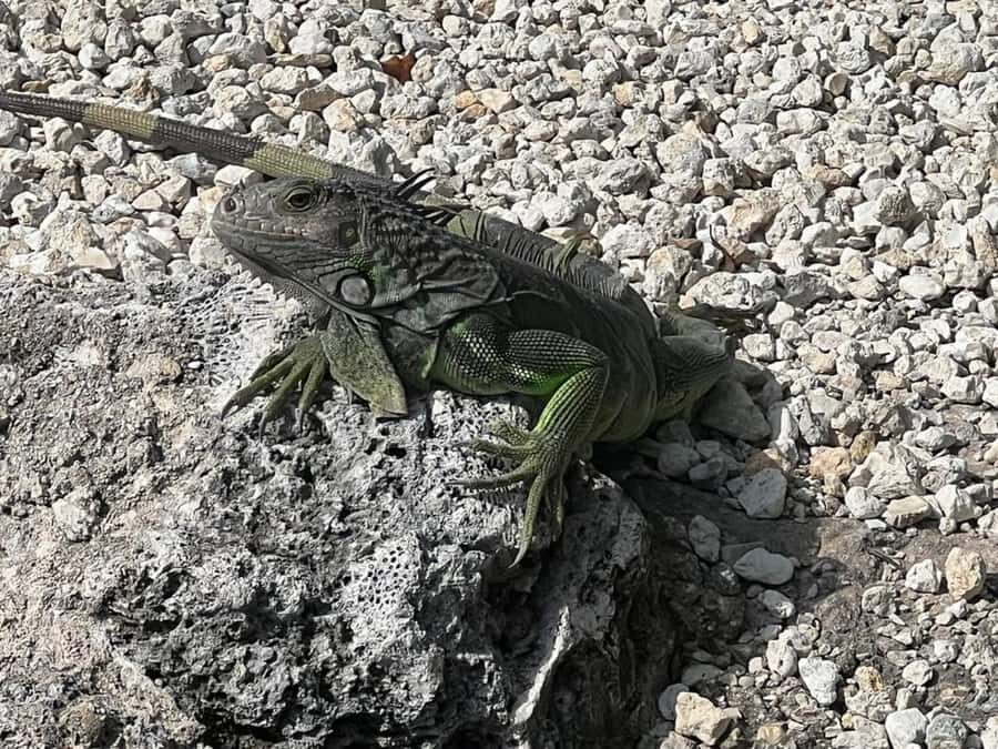 Key Largo: Boat Eco Tour - The Boat Ride: How Wildlife Spotting Plays Out on the Water