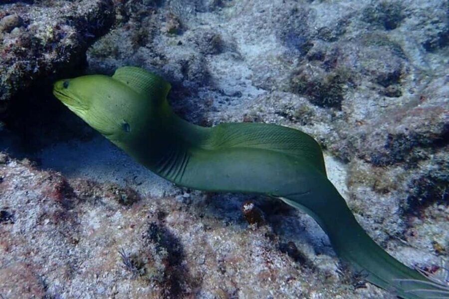 Key Largo: Snorkeling Trip - Your route: two reef snorkel stops plus a mangrove backup