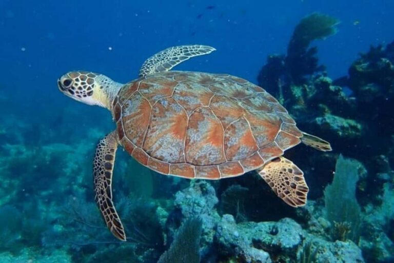 Key Largo: Snorkeling Trip - What you’ll spot: turtles, eagle rays, moray eels, and dolphins