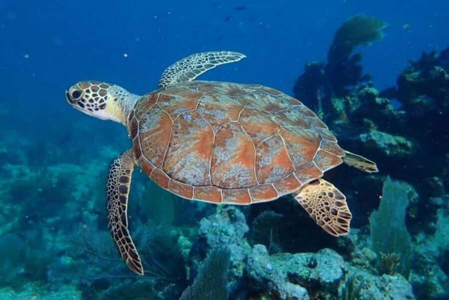Key Largo: Snorkeling Trip - What you’ll spot: turtles, eagle rays, moray eels, and dolphins