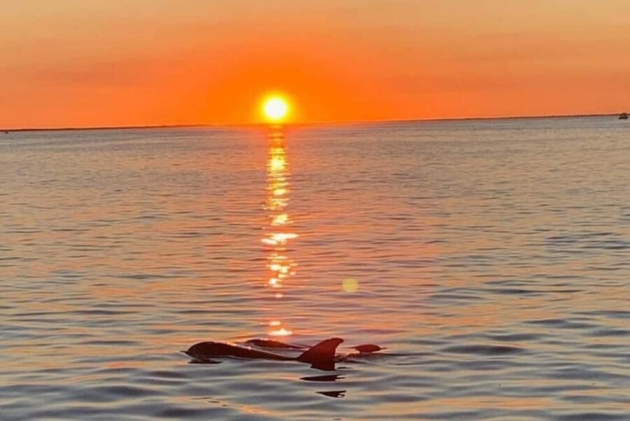 Key Largo: Sunset Cruise - Wildlife Odds: Dolphins, Manatees, and the Local Ecosystem Talk