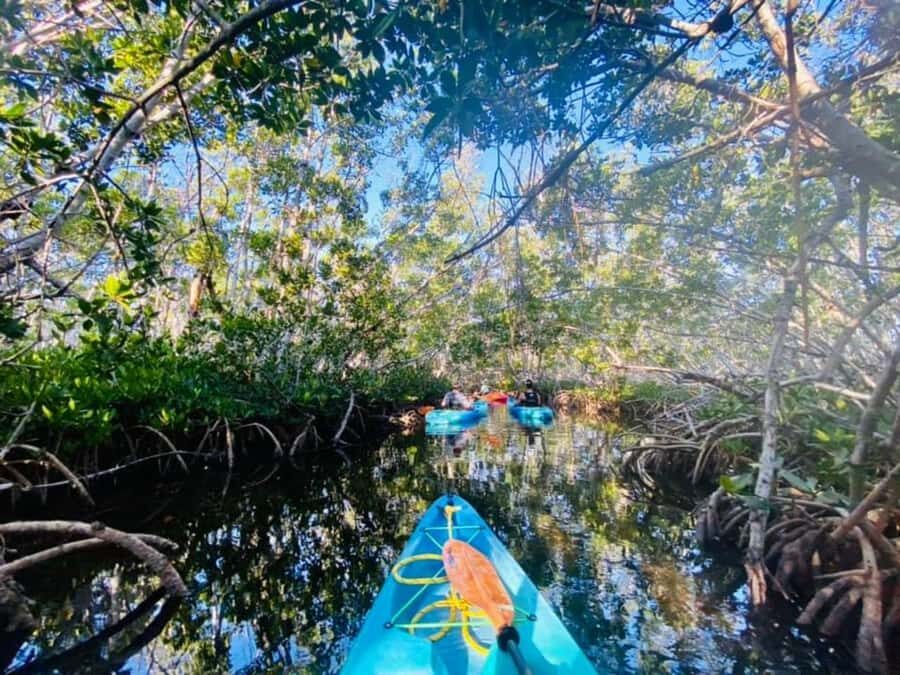 Key West: 2-hour Mangrove Kayak Tour - Key West Mangrove Kayak Tour: Quick Hits