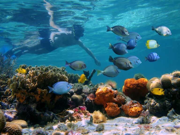 Key West: 2 Reef Snorkel With Sunset Cruise, Includes Drinks - Snorkeling Gear, Safety, and How the Crew Helps You Feel Ready