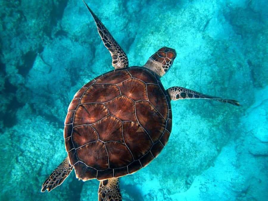 Key West: Catamaran Snorkel with Seafood Boil and Open Bar - Weather and sea conditions: the real wild card