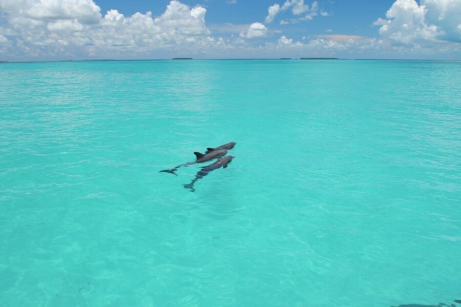 Key West: Dolphin Watching and Snorkeling Eco Cruise Tour - How the dolphin watching part actually feels (and what to expect)