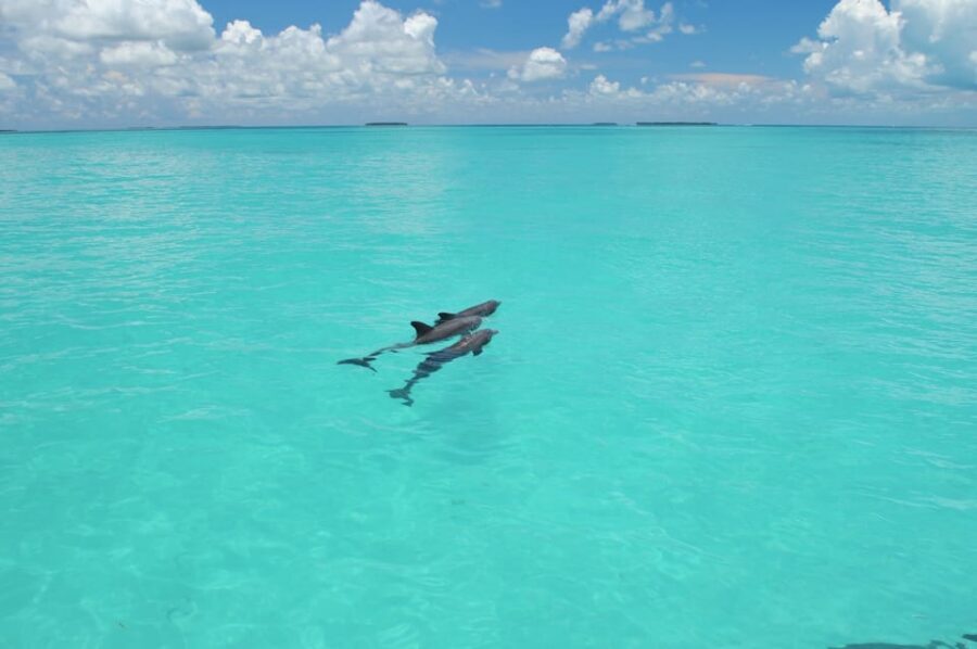 Key West: Glass Bottom Boat Reef Tour with Sunset Option - What you might see (and why variety can be uneven)