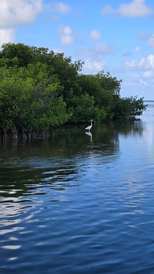 Key West: Mangrove Kayak or SUP Eco Tour - Getting the Naturalist Lessons Right: How the Guide Changes the Experience