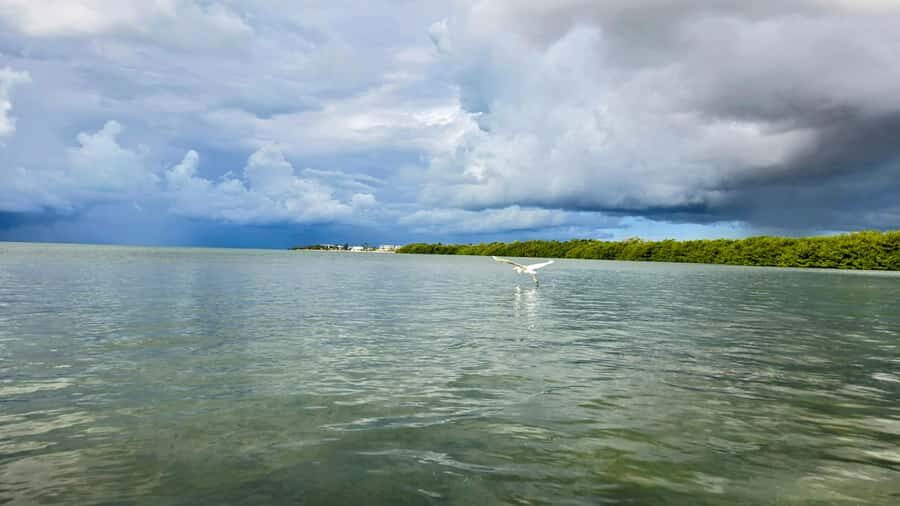 Key West: Mangrove Kayak or SUP Eco Tour - Price and Value: Is $140 Worth It?