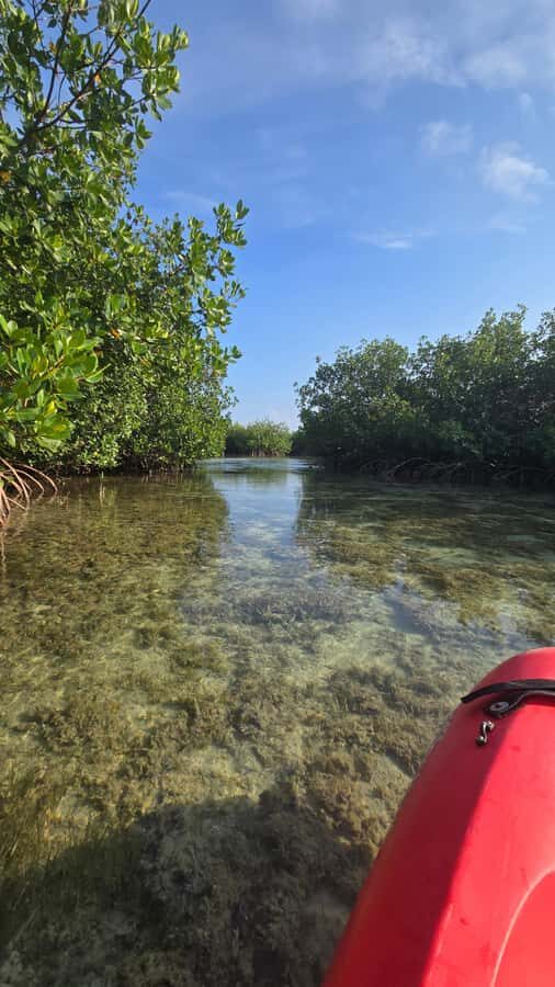 Key West: Mangrove Kayak or SUP Eco Tour - Who This Tour Fits Best (And Who Should Skip It)