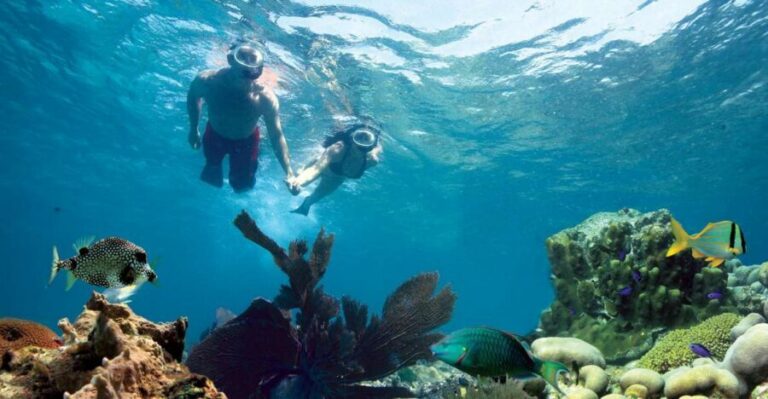 Key West: Reef Snorkeling with Drinks and Sunset Option - Choosing Your Time: Morning Mimosas, Afternoon Margaritas, or Rum and Reggae Sunset