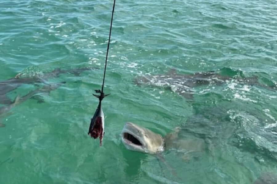 Key West: Shark and Wildlife Viewing Catamaran Tour - Key West Shark Tour: The Top Reasons You’ll Want This Catamaran Ride