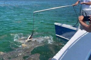 Key West: Shark and Wildlife Viewing Catamaran Tour - Tiger Cat Comfort: A 34-Foot Shaded Catamaran Makes the Difference