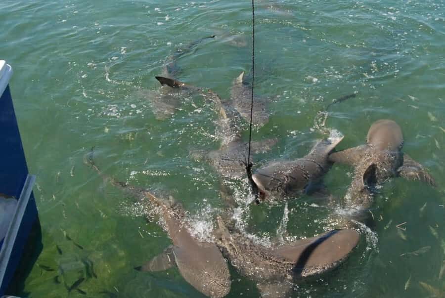 Key West: Shark and Wildlife Viewing Catamaran Tour - How the 2 Hours Usually Plays Out (and What You Should Watch For)