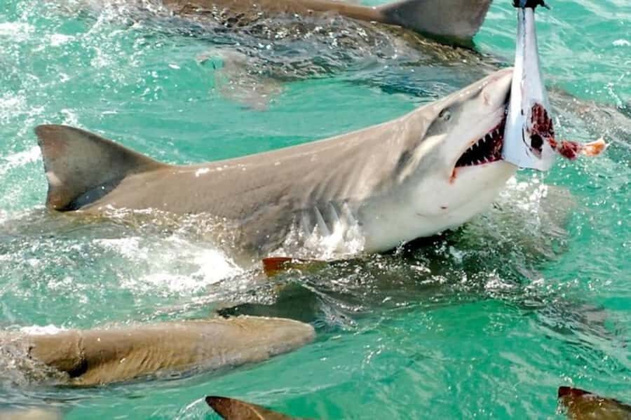 Key West: Shark and Wildlife Viewing Catamaran Tour - Sharks Up Close: What You’ll Likely Learn From the Crew
