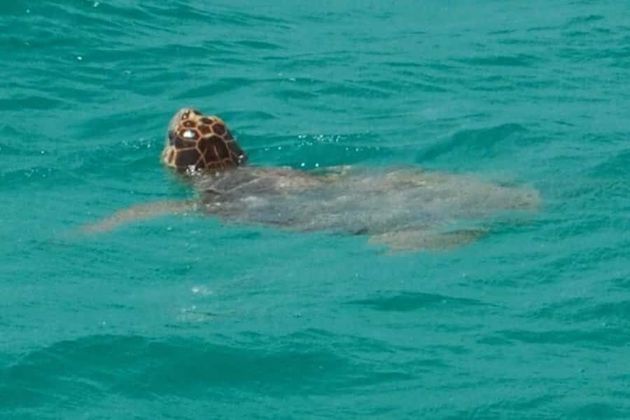 Key West: Shark and Wildlife Viewing Catamaran Tour - Price and Value: Is $99 for Two Hours Fair?