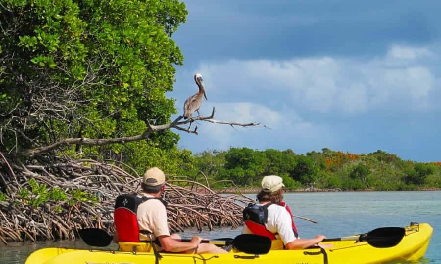 Mangrove Jungle exploration on SUP/Kayak - Mangrove Jungle by SUP/Kayak: What the 150 Minutes Really Gives You